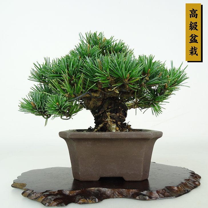 盆栽　五葉松　樹高37cm 盆栽 松 五葉松 吹雪錦 樹高 約12cm ごようまつ Pinus parviflora