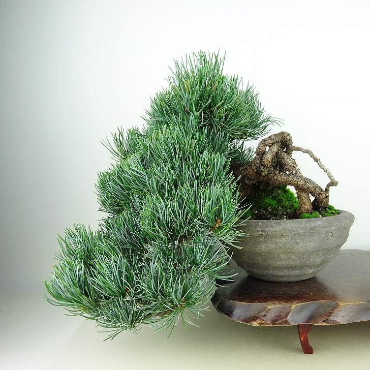 楽天市場】盆栽 松 五葉松 福娘 樹高 約13cm ごようまつ Pinus parviflora ゴヨウマツ マツ科 常緑針葉樹 観賞用 小品 現品  : 盆栽はニわ 楽天市場店