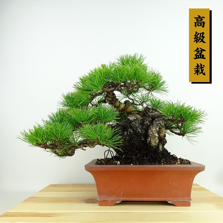 楽天市場】盆栽 松 五葉松 樹高 約23cm ごようまつ 高級盆栽 Pinus
