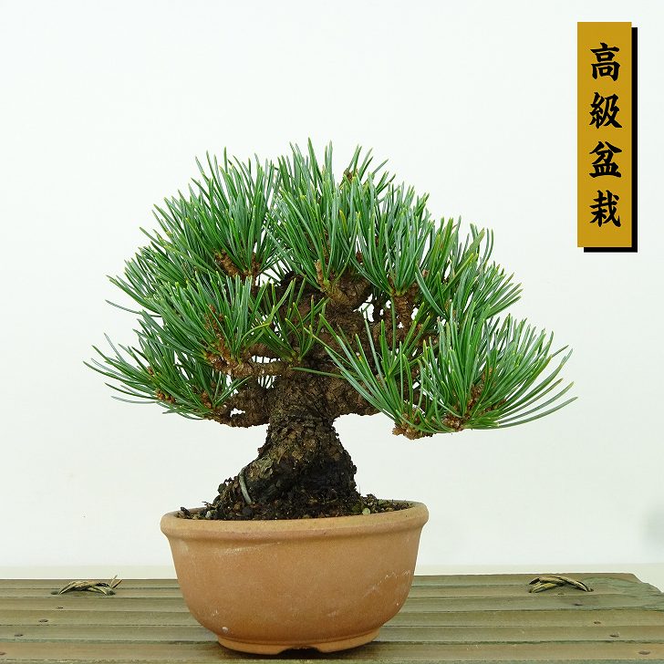楽天市場】盆栽 松 五葉松 福娘 樹高 約8cm ごようまつ Pinus