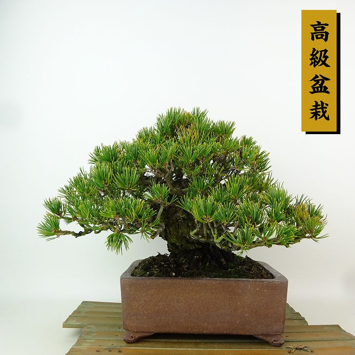 楽天市場】盆栽 松 五葉松 九重 樹高 約19cm ごようまつ 高級盆栽