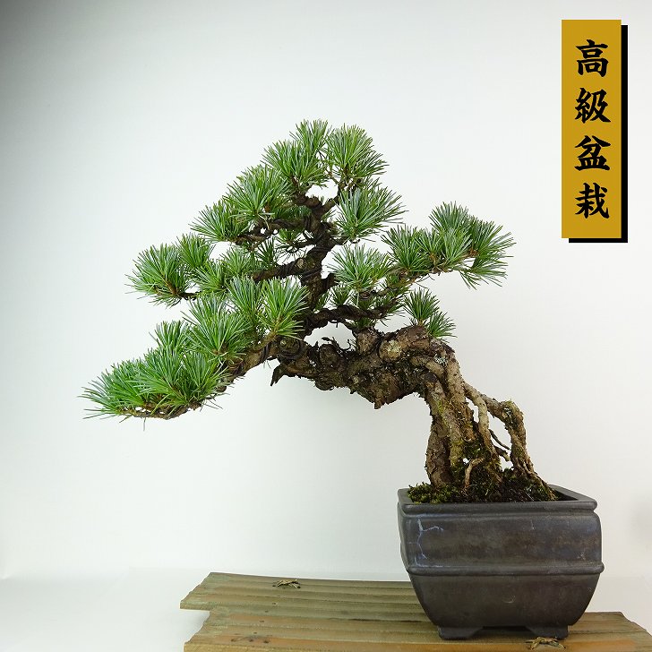 楽天市場】盆栽 松 五葉松 樹高 約27cm ごようまつ 高級盆栽 Pinus