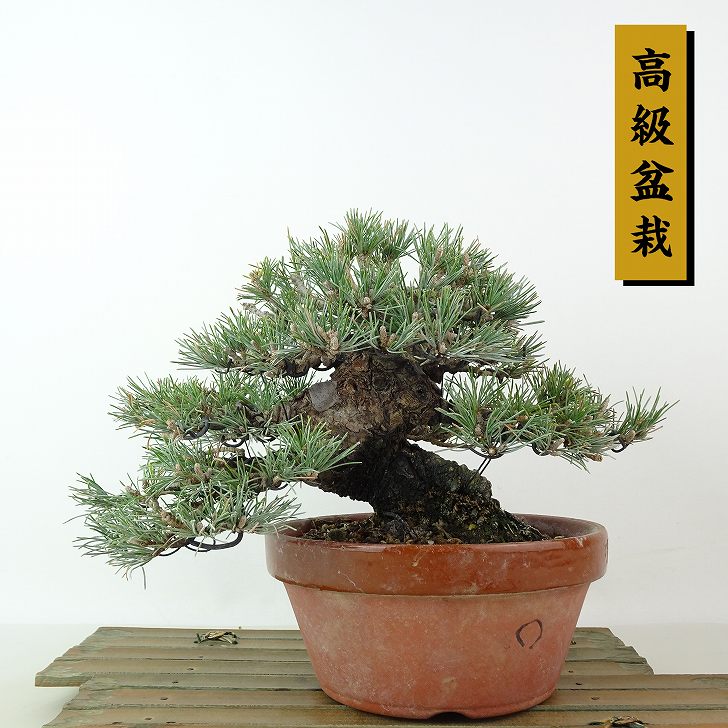楽天市場】盆栽 松 五葉松 宮島 樹高 約18cm ごようまつ 高級盆栽