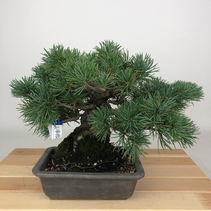 楽天市場】盆栽 松 五葉松 福娘 樹高 約8cm ごようまつ Pinus