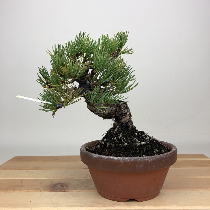 楽天市場】盆栽 松 五葉松 福娘 樹高 約8cm ごようまつ Pinus