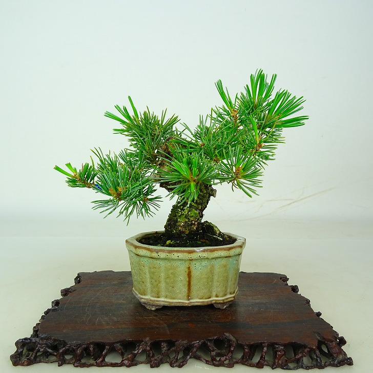 盆栽 松 五葉松 樹高 約11cm ごようまつ Pinus parviflora ゴヨウマツ マツ科 常緑針葉樹 鑑賞 観賞用 小品 現品｜盆栽はニわ 店