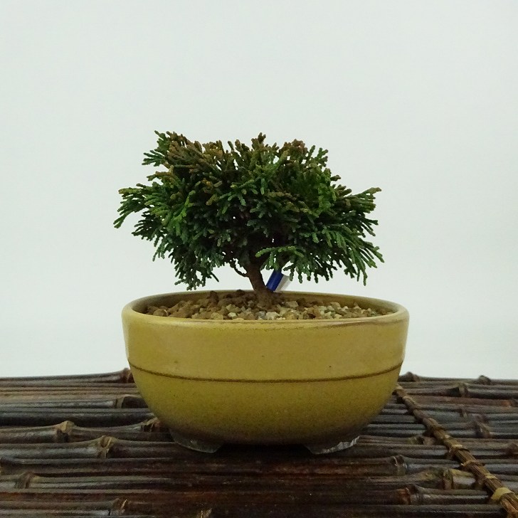 盆栽 桧 連山桧 樹高 約7cm ひのき Chamaecyparis obtuse ヒノキ ヒノキ科 常緑樹 観賞用 小品 現品 送料無料