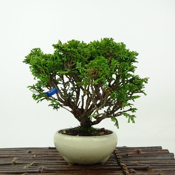 楽天市場】盆栽 檜葉 樹高 約19cm ひば Thujopsis dolabrata 楽天市場】盆栽 檜葉 樹高 約19cm ひば Thujopsis dolabrata