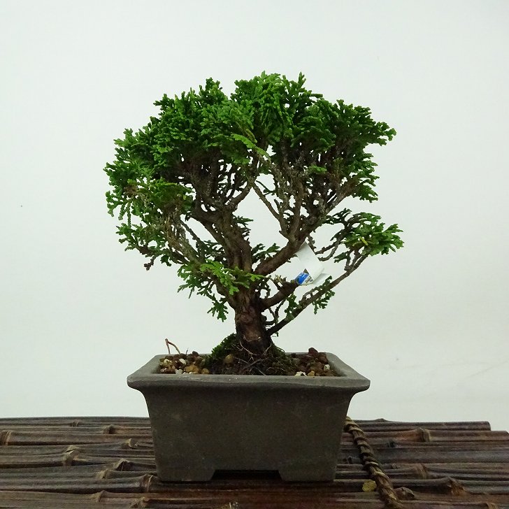 楽天市場】【あすなろ / 翌桧】小品盆栽（いよじ園） : いよじ園 楽天