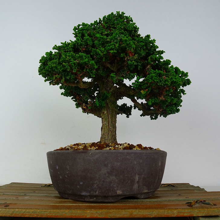 盆栽 桧 石化桧 樹高 約23cm せっかひのき Chamaecyparis obtusa セッカヒノキ ヒノキ科 常緑樹 鑑賞 観賞用 現品｜盆栽はニわ 店