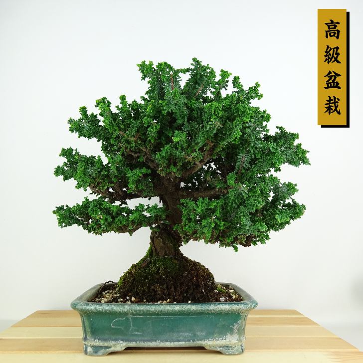楽天市場】盆栽 桧 石化桧 樹高 約27cm せっかひのき 高級盆栽
