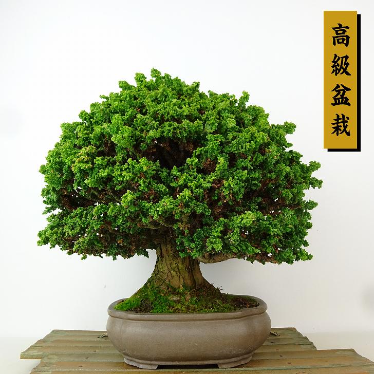 楽天市場】盆栽 桧 石化桧 樹高 約22cm せっかひのき 高級盆栽