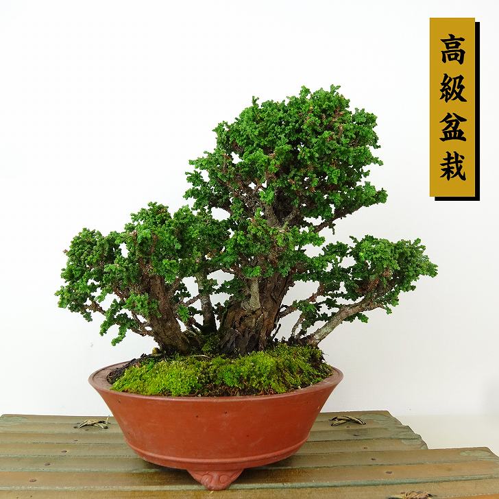 盆栽 桧 石化桧 樹高 約17cm せっかひのき 高級盆栽 Chamaecyparis obtusa セッカヒノキ ヒノキ科 常緑樹 観賞用 小品 現品｜盆栽はニわ 店