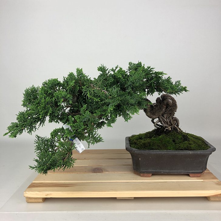 盆栽 桧 津山桧 樹高 約17cm つやまひのき Chamaecyparis obtusa ツヤマヒノキ ヒノキ科 常緑樹 観賞用 小品 現品