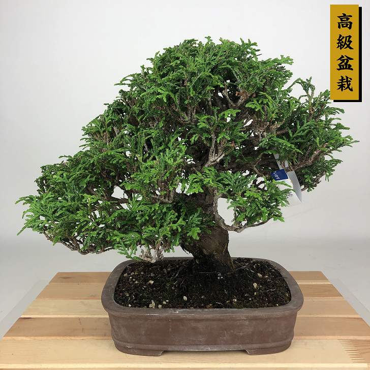 楽天市場】盆栽 桧 樹高 約25cm 高級盆栽 ひのき 檜 Chamaecyparis
