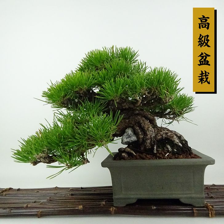 松の木 楽天市場】【千寿盆栽】 盆栽 BONSAI 松の木（黒松：クロマツ
