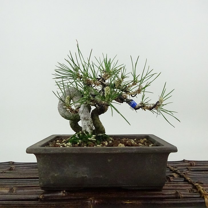 楽天市場】盆栽 松 黒松 樹高 約13cm くろまつ Pinus thunbergii