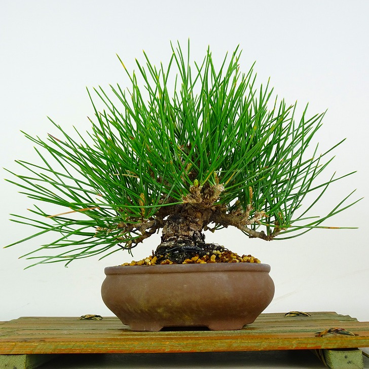 盆栽 松 黒松 樹高 約20cm くろまつ Pinus thunbergii クロマツ マツ科 常緑針葉樹 鑑賞 観賞用 小品 現品｜盆栽はニわ 店