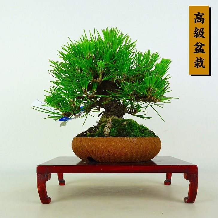 盆栽 松 黒松 樹高 約17cm くろまつ 高級盆栽 Pinus thunbergii クロマツ マツ科 常緑針葉樹 鑑賞 観賞用 小品 現品|盆栽はニわ 店