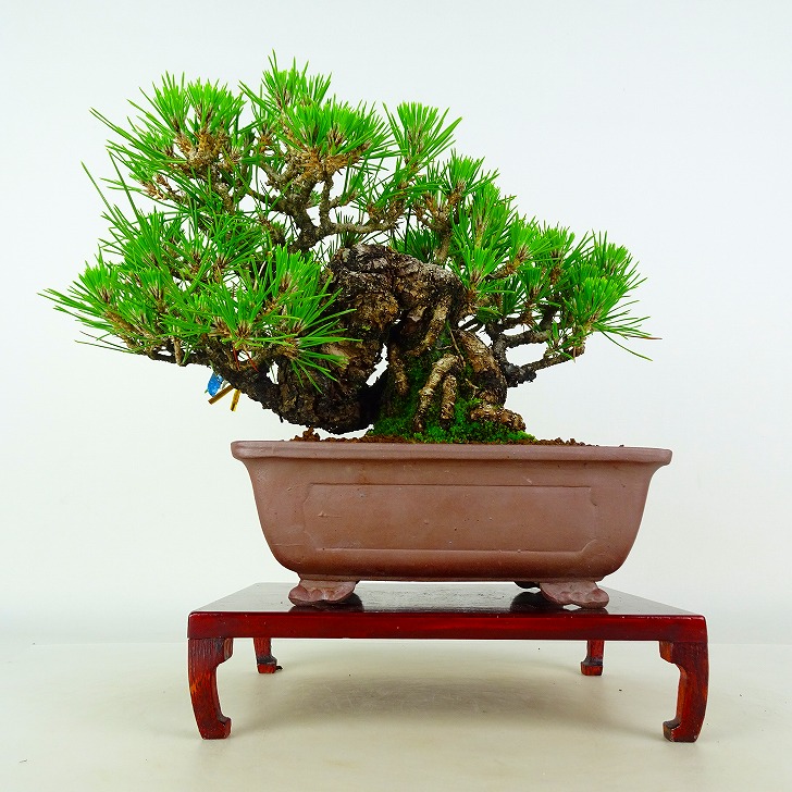 盆栽 松 黒松 樹高 約20cm くろまつ Pinus thunbergii クロマツ マツ科 常緑針葉樹 鑑賞 観賞用 小品 現品｜盆栽はニわ 店