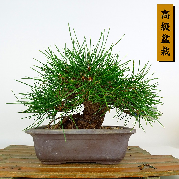 盆栽 松 黒松 樹高 約18cm くろまつ 高級盆栽 Pinus thunbergii クロマツ マツ科 常緑針葉樹 鑑賞 観賞用 小品 現品|盆栽はニわ 店