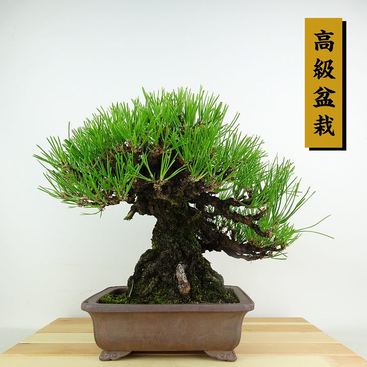 楽天市場】盆栽 松 黒松 樹高 約25cm くろまつ 高級盆栽 Pinus