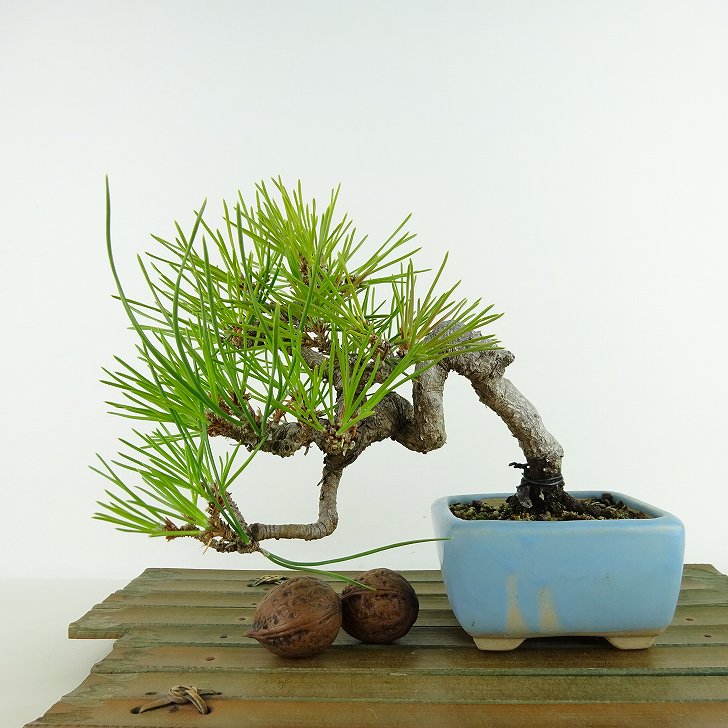 楽天市場】盆栽 松 黒松 樹高 上下 約15cm くろまつ Pinus thunbergii