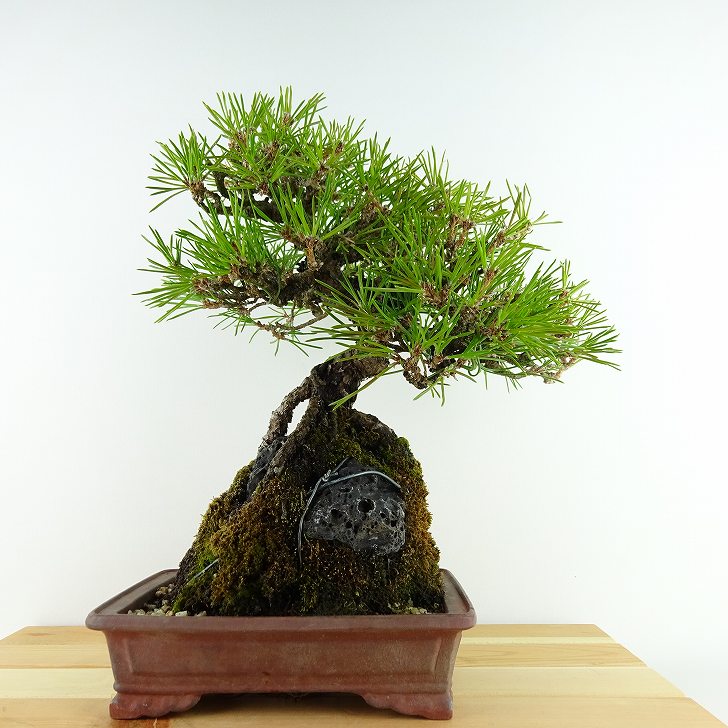 盆栽 松 黒松 樹高 約27cm くろまつ Pinus thunbergii クロマツ 石付き マツ科 常緑針葉樹 観賞用 現品｜盆栽はニわ 店
