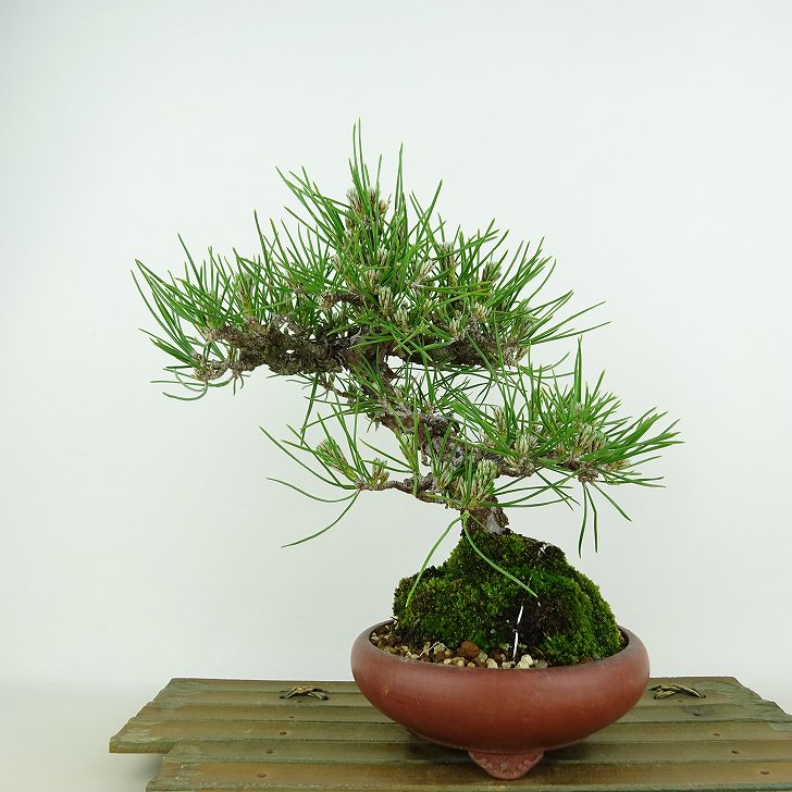 楽天市場】盆栽 松 黒松 樹高 約20cm くろまつ Pinus thunbergii