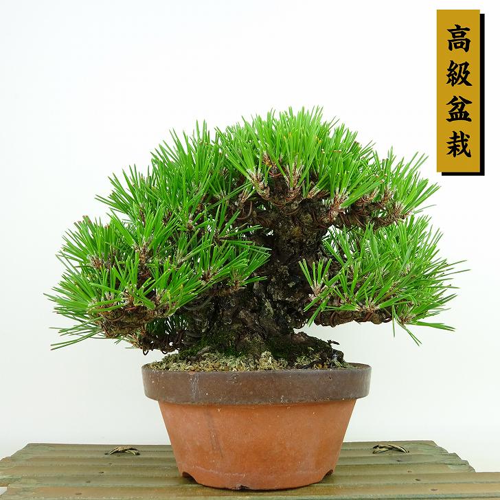 三河黒松　中品盆栽 盆栽 ：三河黒松* 現品 一点物 くろまつ クロマツ Kuromatsu