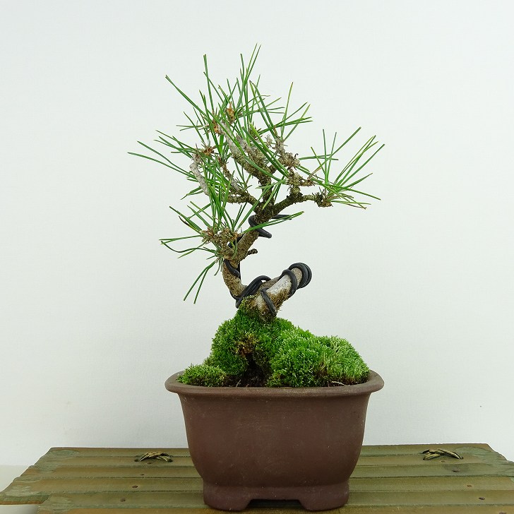 楽天市場】盆栽 松 黒松 樹高 約18cm くろまつ Pinus thunbergii