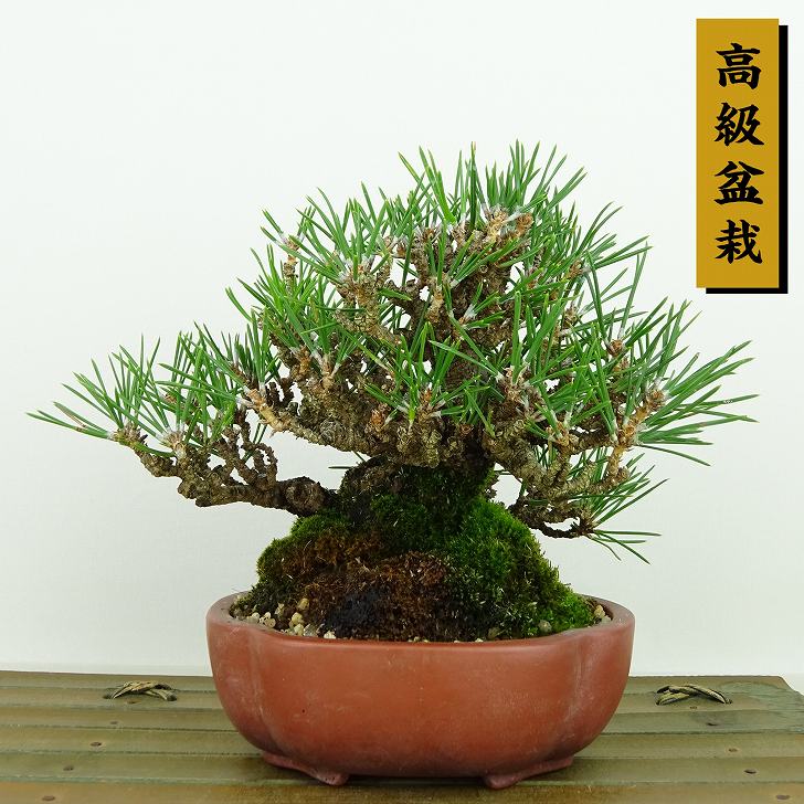 盆栽 松 黒松 樹高 約13cm くろまつ 高級盆栽 Pinus thunbergii クロマツ マツ科 常緑針葉樹 観賞用 小品 現品|盆栽はニわ 店