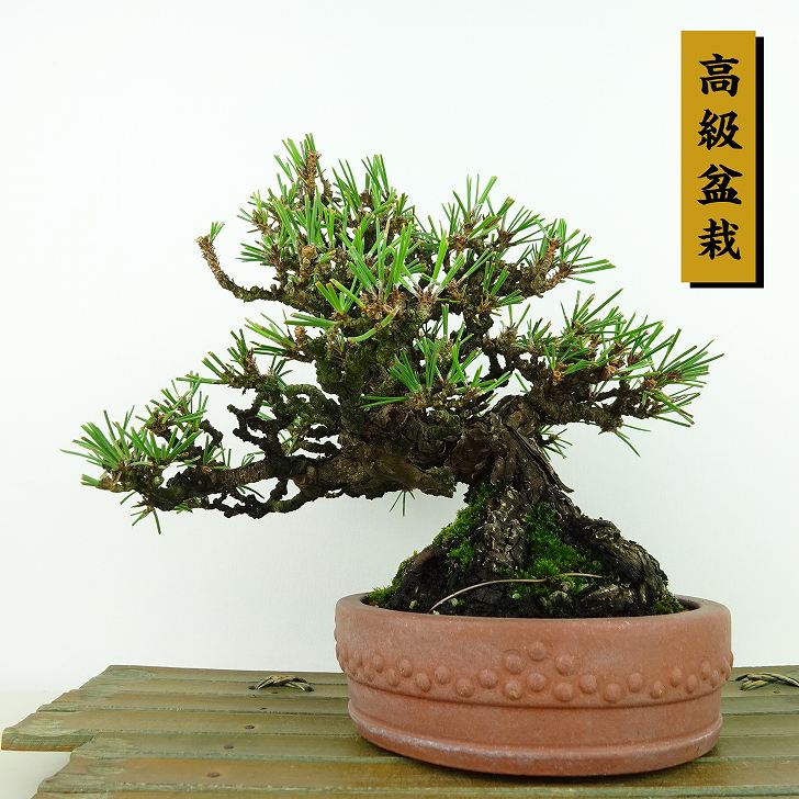 盆栽 松 黒松 樹高 約15cm くろまつ 高級盆栽 Pinus thunbergii クロマツ マツ科 常緑針葉樹 観賞用 小品 現品｜盆栽はニわ 店