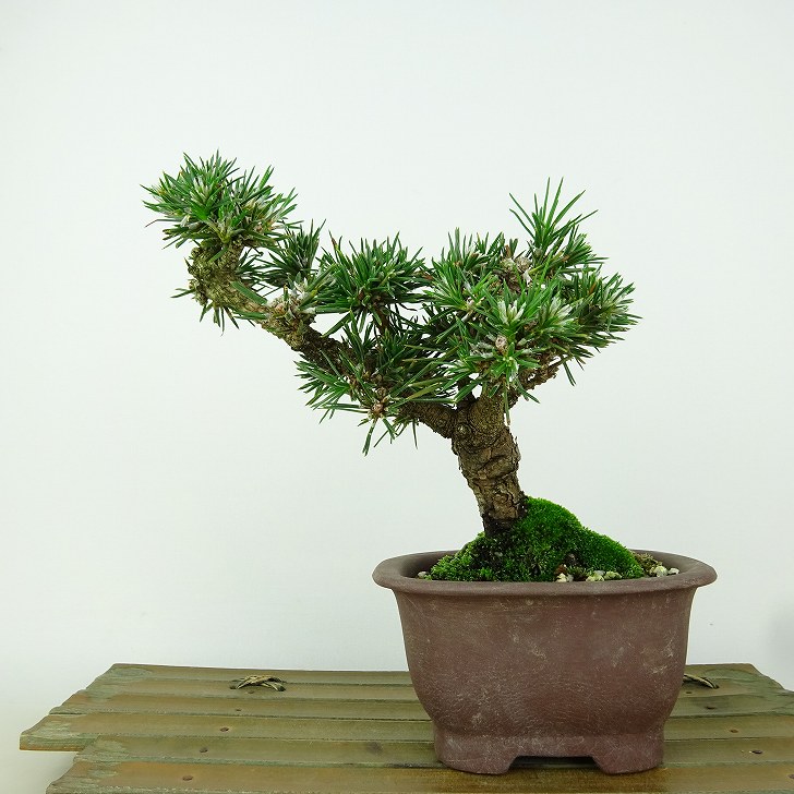楽天市場】盆栽 松 黒松 樹高 約14cm くろまつ Pinus thunbergii
