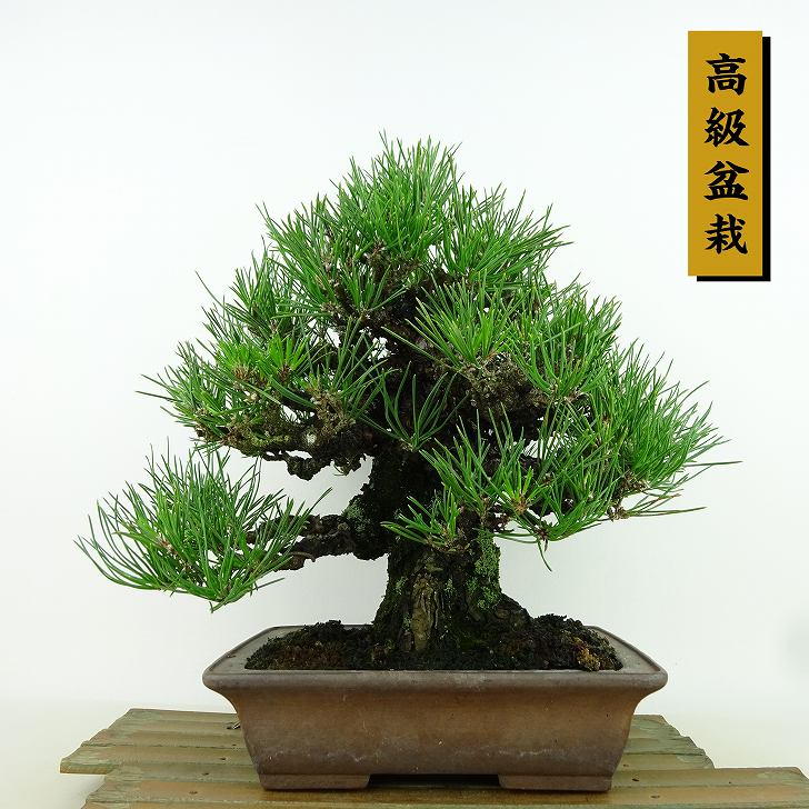 楽天市場】盆栽 松 黒松 樹高 約25cm くろまつ 高級盆栽 Pinus