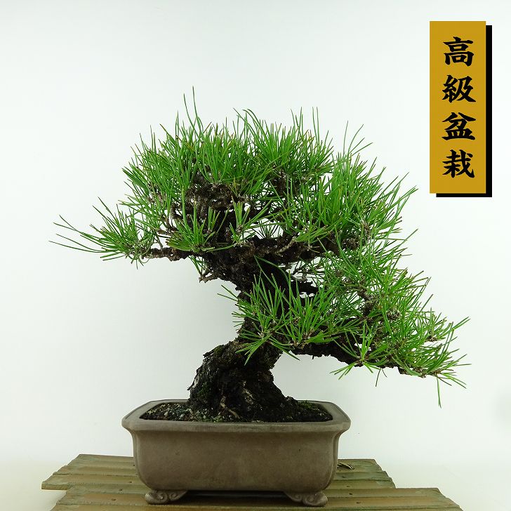楽天市場】盆栽 松 黒松 樹高 約36cm くろまつ 高級盆栽 Pinus