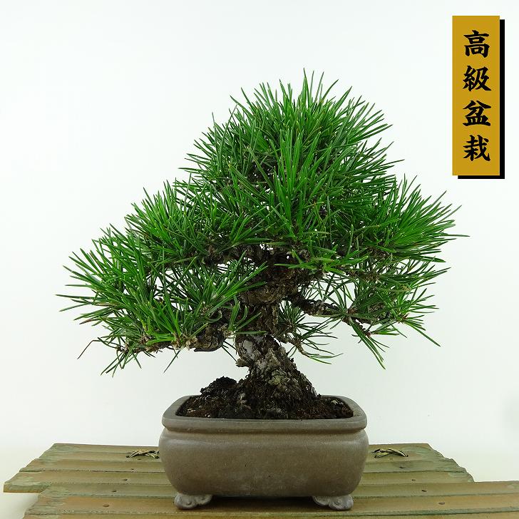 盆栽 松 黒松 樹高 約21cm くろまつ 高級盆栽 Pinus thunbergii クロマツ マツ科 常緑針葉樹 観賞用 現品|盆栽はニわ 店