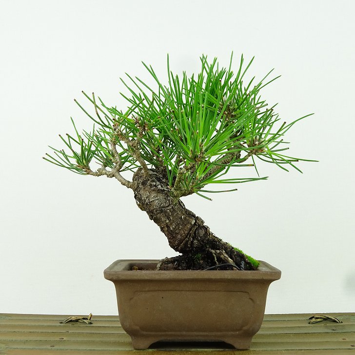 盆栽 松 黒松 樹高 約24cm くろまつ Pinus thunbergii クロマツ マツ科 常緑針葉樹 観賞用 現品 送料無料｜盆栽はニわ 店