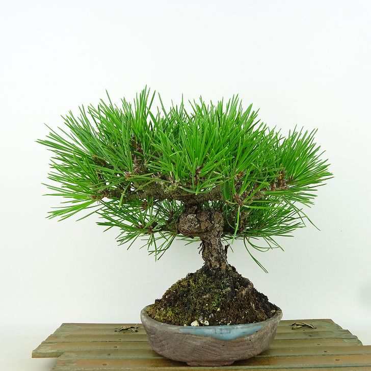 楽天市場】盆栽 松 黒松 樹高 約20cm くろまつ 高級盆栽 Pinus