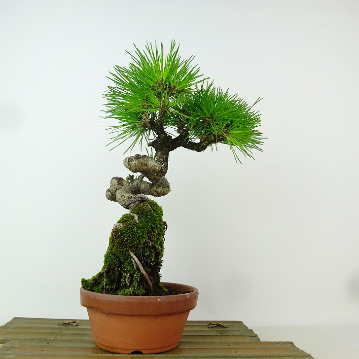 盆栽 松 黒松 樹高 約24cm くろまつ Pinus thunbergii クロマツ 寸松 接ぎ木 マツ科 常緑針葉樹 観賞用 現品 送料無料｜盆栽はニわ 店 13,024円