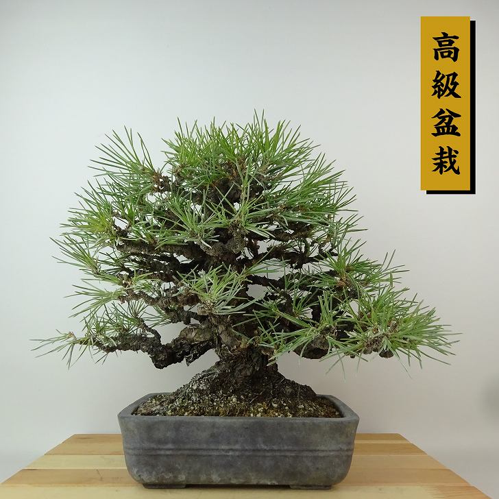 黒松（くろまつ）｜小品盆栽・模様木 樹高約21cm haniwa-bonsai_001-224000-03