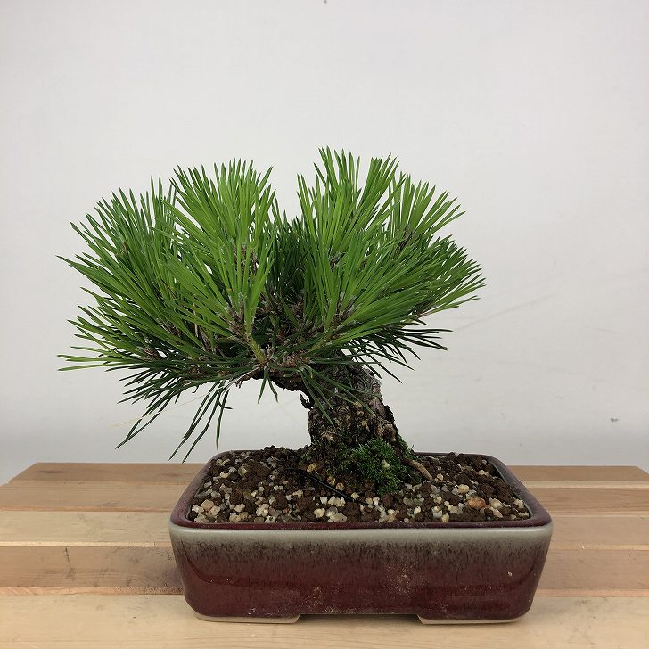 楽天市場】盆栽 松 黒松 樹高 約14cm くろまつ Pinus thunbergii