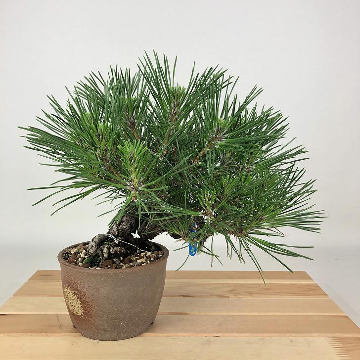 盆栽 松 黒松 樹高 約21cm くろまつ Pinus thunbergii クロマツ マツ科 常緑針葉樹 観賞用 現品｜盆栽はニわ 店