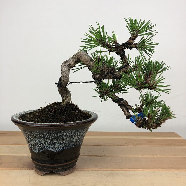 楽天市場】【千寿盆栽】 盆栽 BONSAI 松の木（黒松：クロマツ