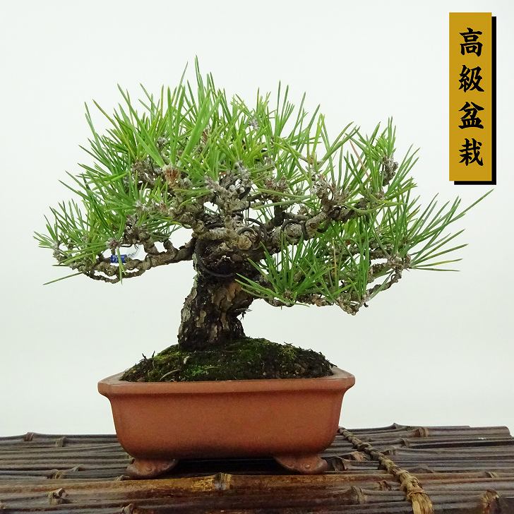 盆栽 松 黒松 樹高 約16cm くろまつ 高級盆栽 Pinus thunbergii クロマツ マツ科 常緑針葉樹 観賞用 小品 現品|盆栽はニわ 店