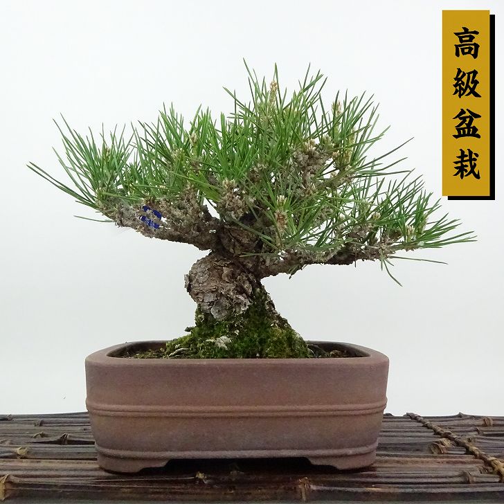 盆栽 松 黒松 樹高 約18cm くろまつ 高級盆栽 Pinus thunbergii クロマツマツ科 常緑針葉樹 観賞用 小品 現品｜盆栽はニわ 店