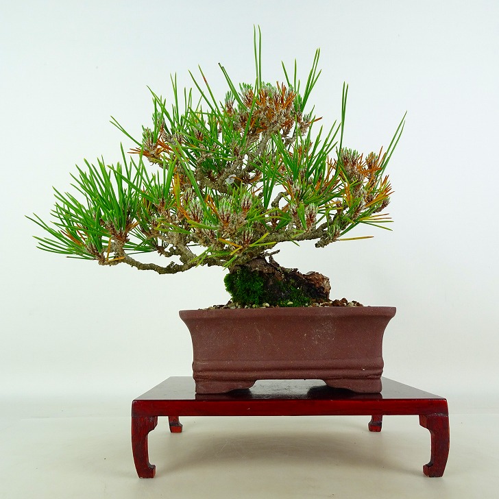 盆栽 松 黒松 樹高 約18cm くろまつ Pinus thunbergii クロマツ マツ科 常緑針葉樹 鑑賞 観賞用 小品 現品 送料無料｜盆栽はニわ 店
