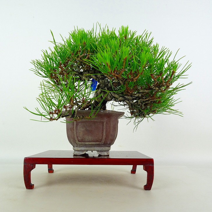 盆栽 松 黒松 樹高 約21cm くろまつ Pinus thunbergii クロマツ マツ科 常緑針葉樹 鑑賞 観賞用 現品｜盆栽はニわ 店 42,900円