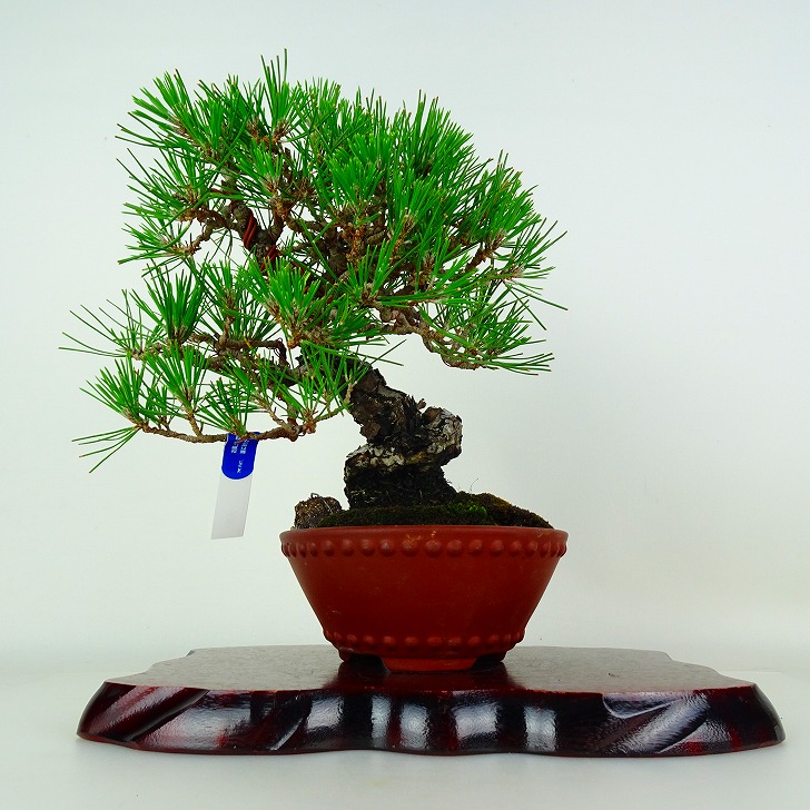 盆栽 松 黒松 樹高 約22cm くろまつ Pinus thunbergii クロマツ マツ科 常緑針葉樹 鑑賞 観賞用 現品｜盆栽はニわ 店 28,600円
