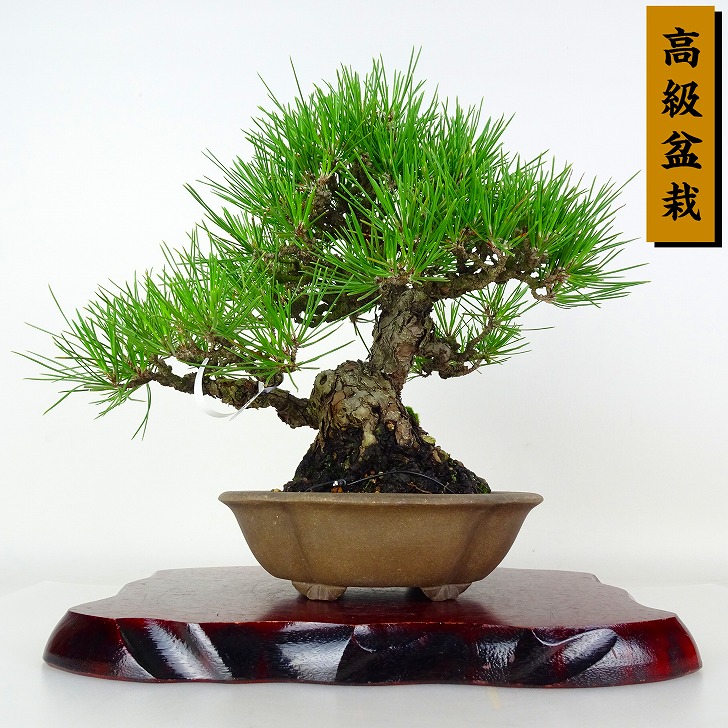 盆栽 松 黒松 樹高 約24cm くろまつ 高級盆栽 Pinus thunbergii クロマツ マツ科 常緑針葉樹 鑑賞 観賞用 現品|盆栽はニわ 店